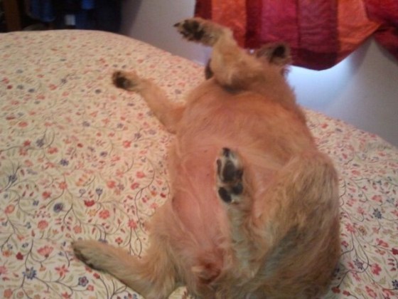 fatty fatty no friends